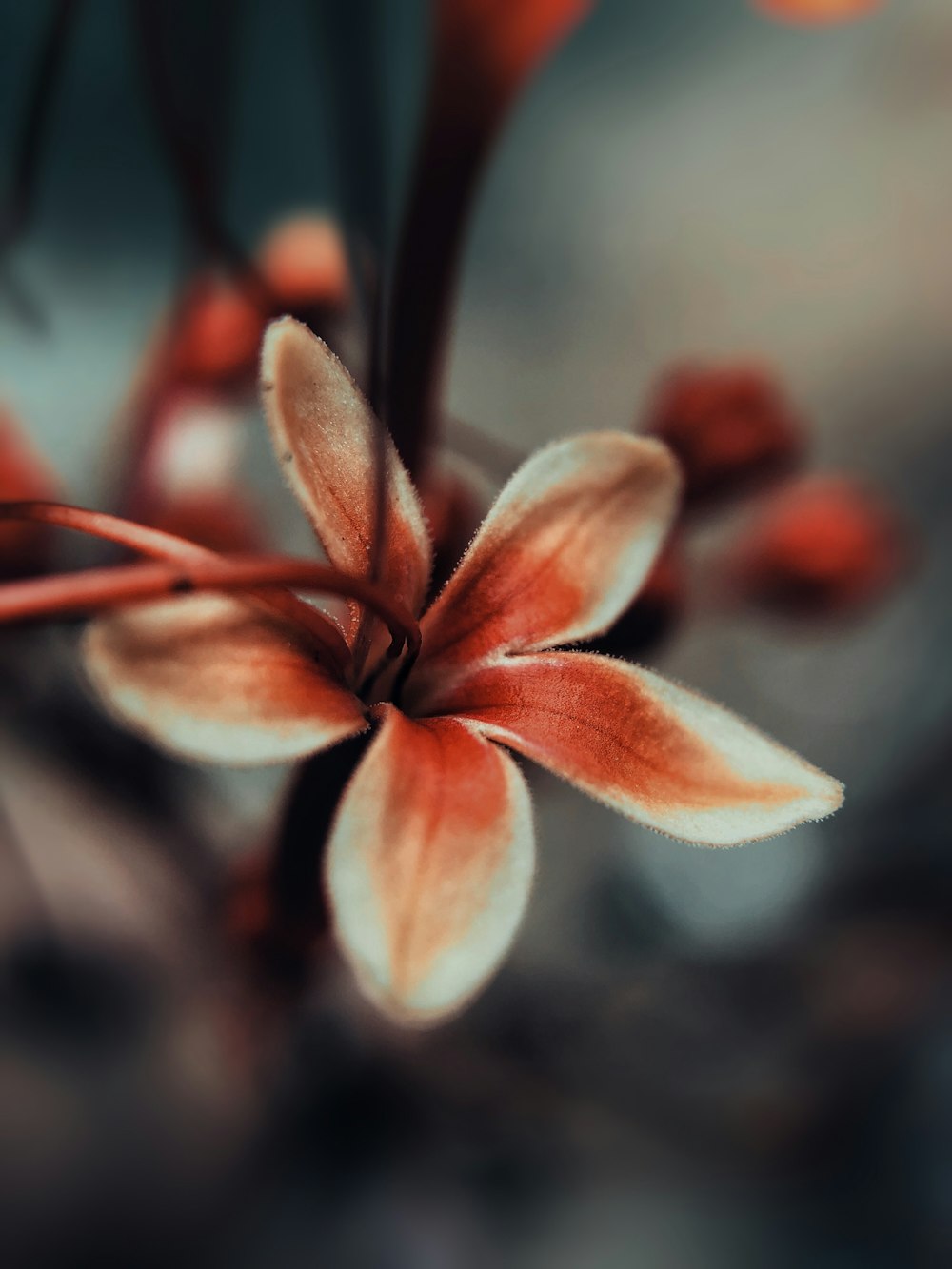 red and white flower in tilt shift lens