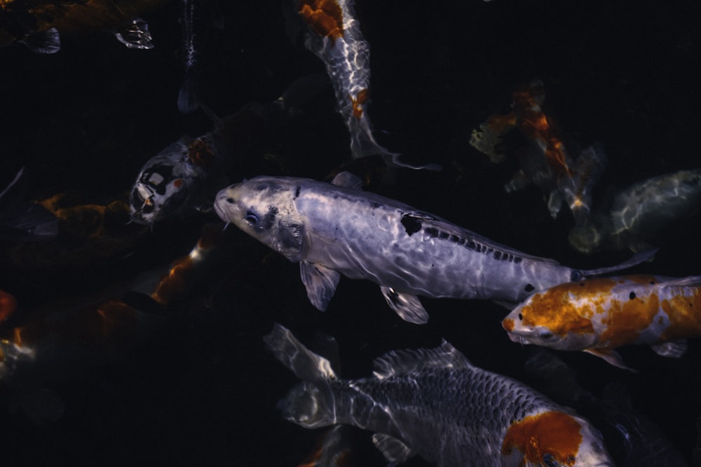 white and orange koi fish