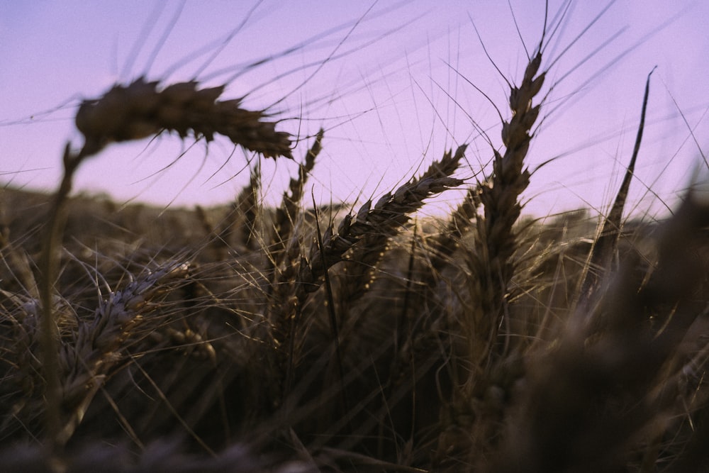 brown wheat field during daytime