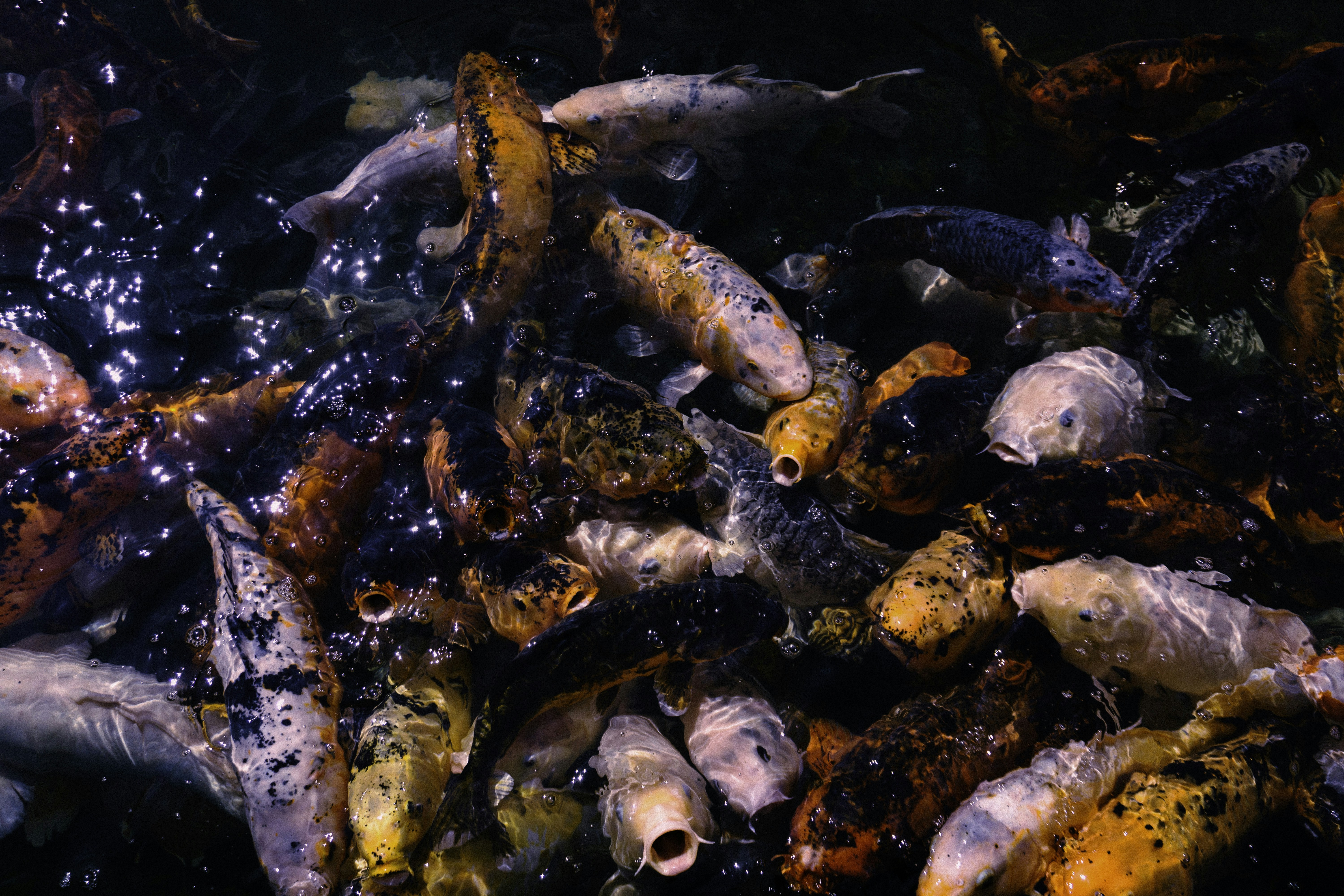 Photo by sindy_suessengut