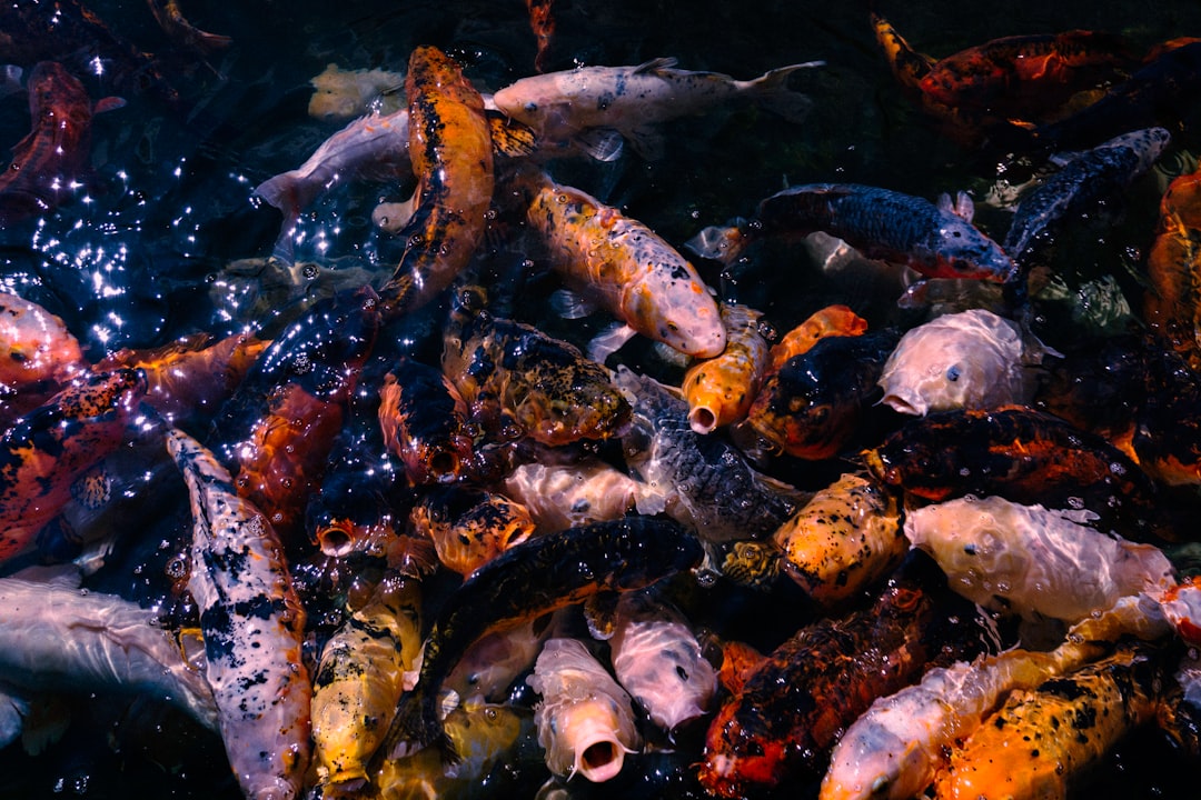 black and orange koi fish