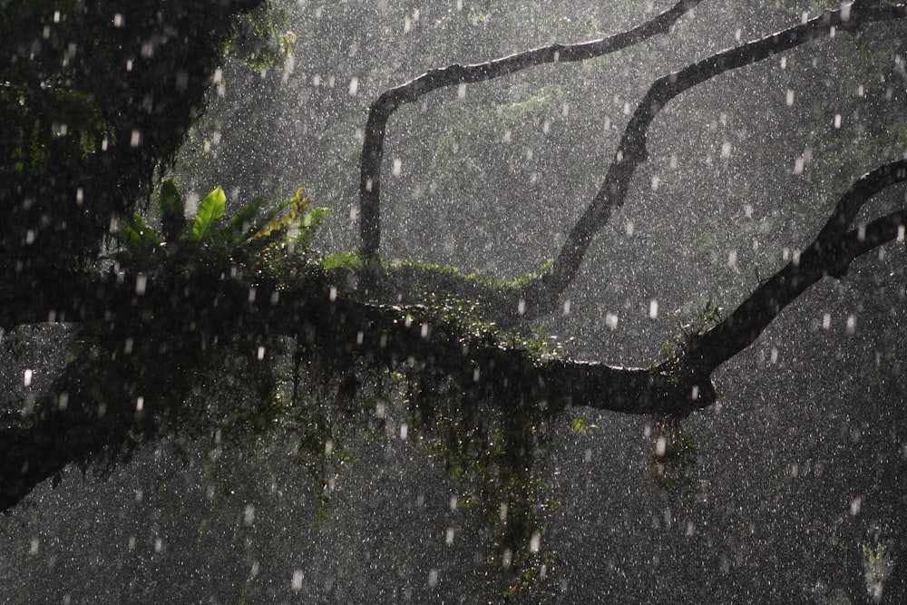 green plant on gray concrete floor