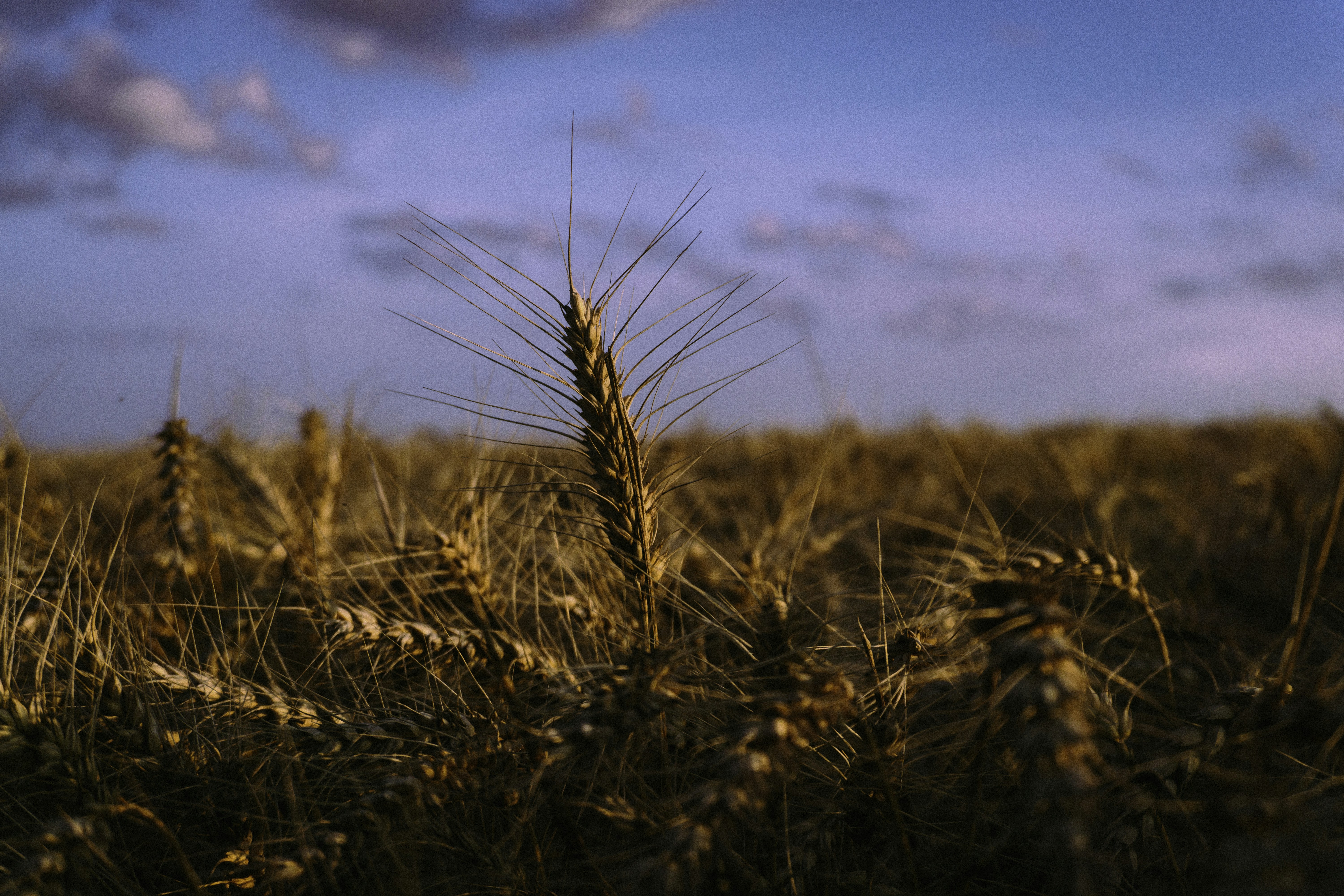 Photo by sindy_suessengut