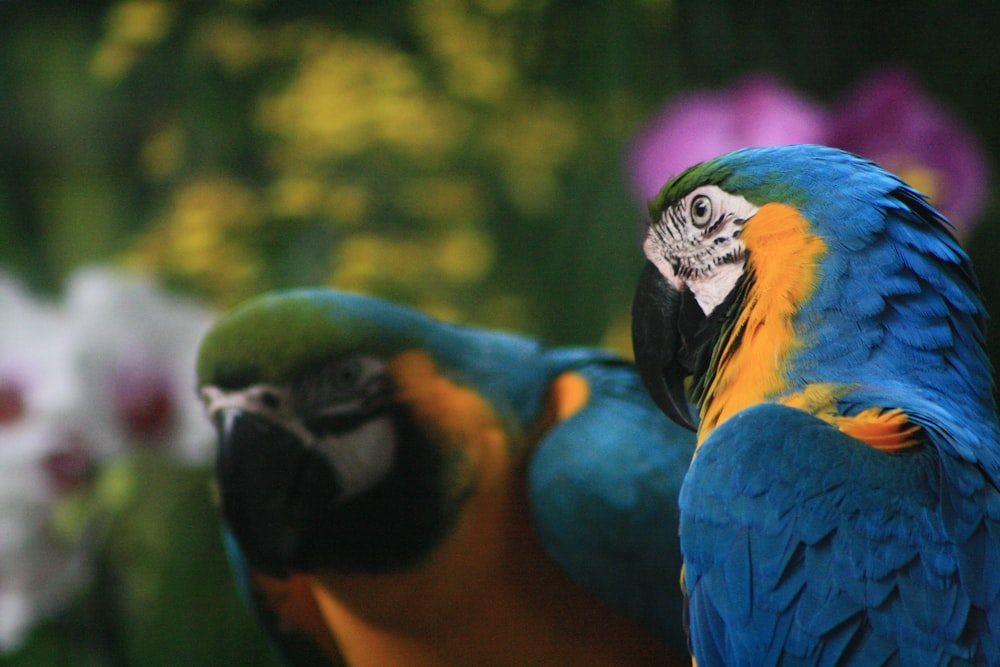 blau-gelber und orangefarbener Papagei