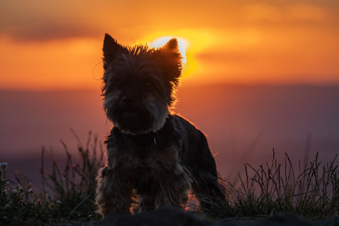 black and brown long coated small dog on green grass during sunset