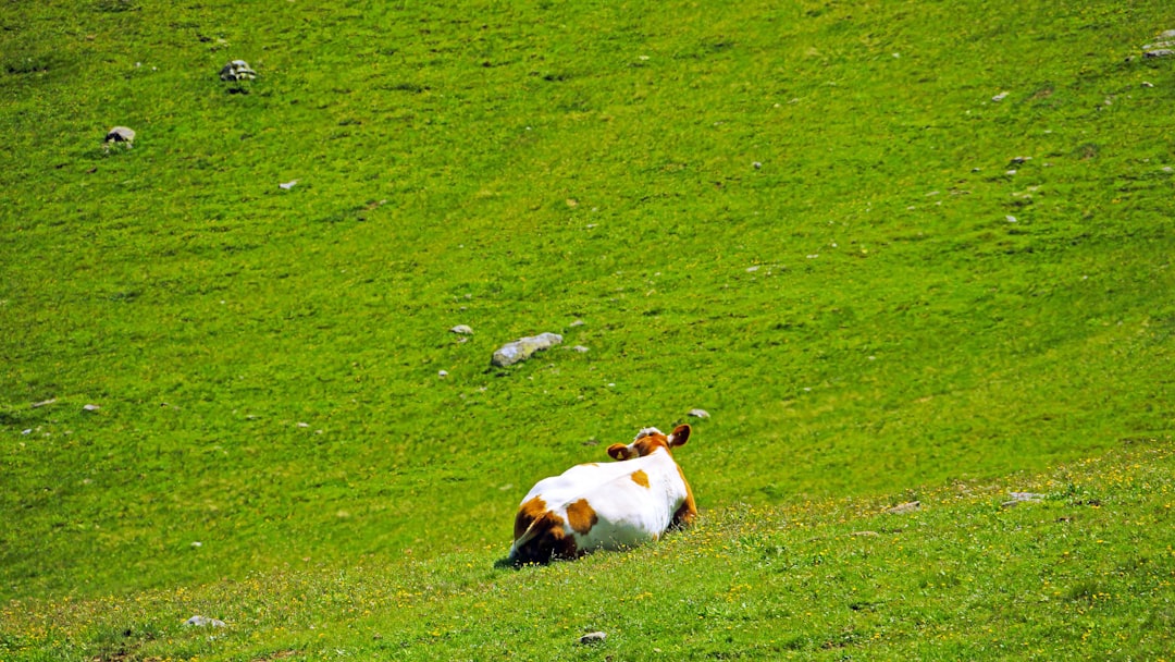 brown and white short coated dog lying on green grass field during daytime