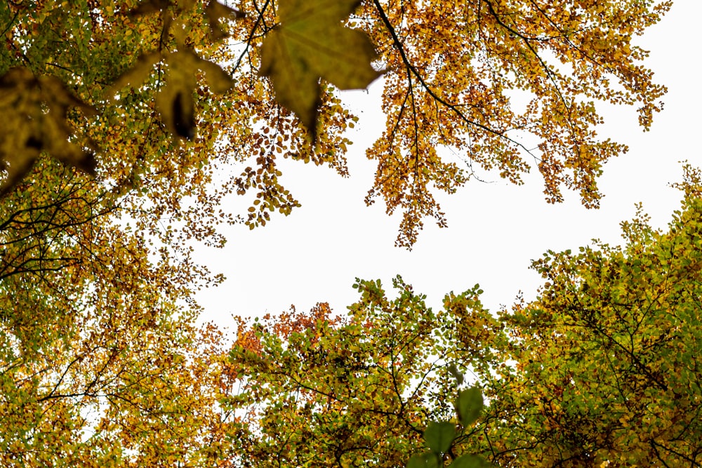 green and yellow leaves tree
