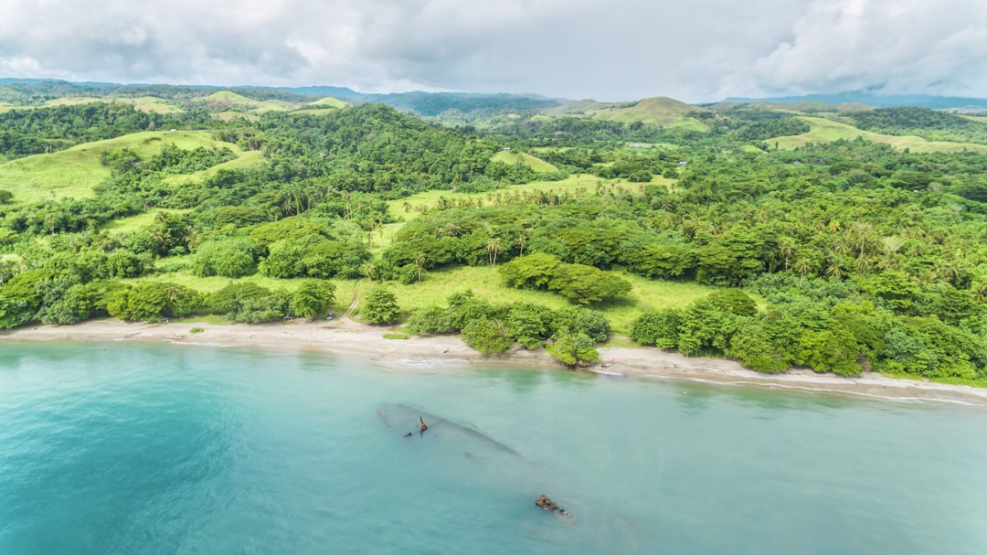 green trees and body of water during daytime