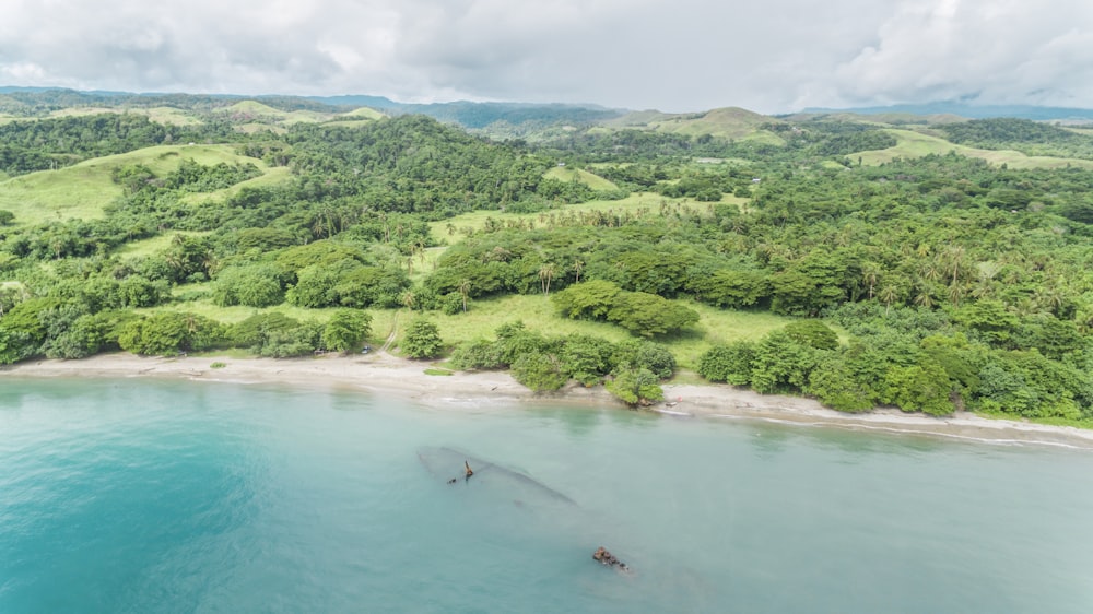 green trees and body of water during daytime