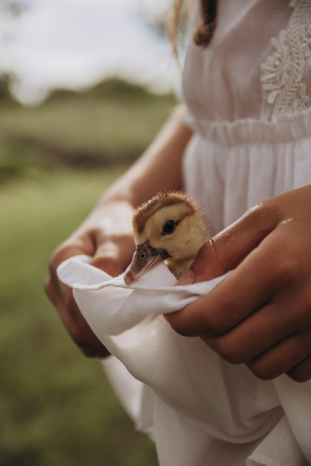 person holding brown chick during daytime