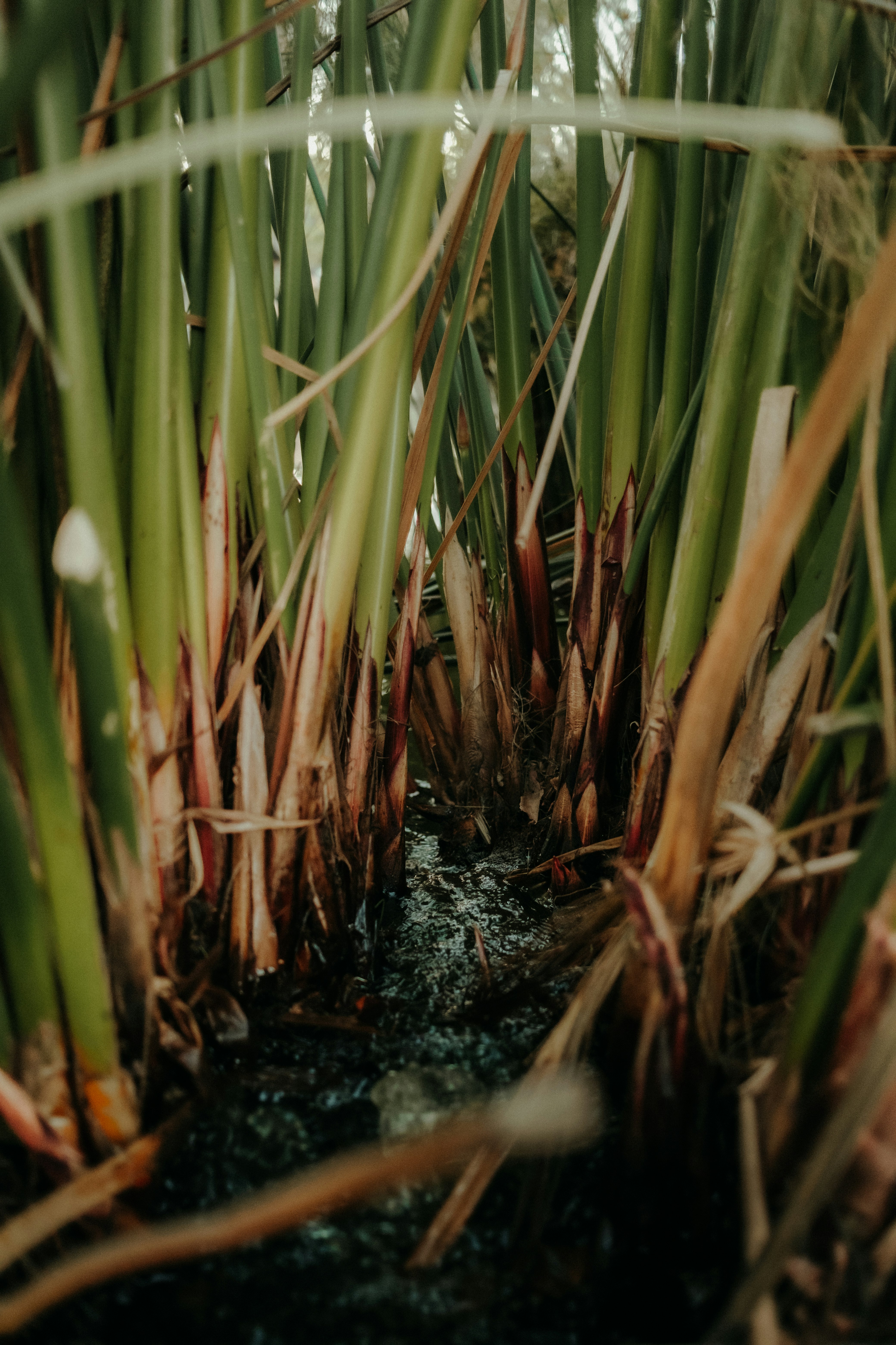 water flowing on brown grass