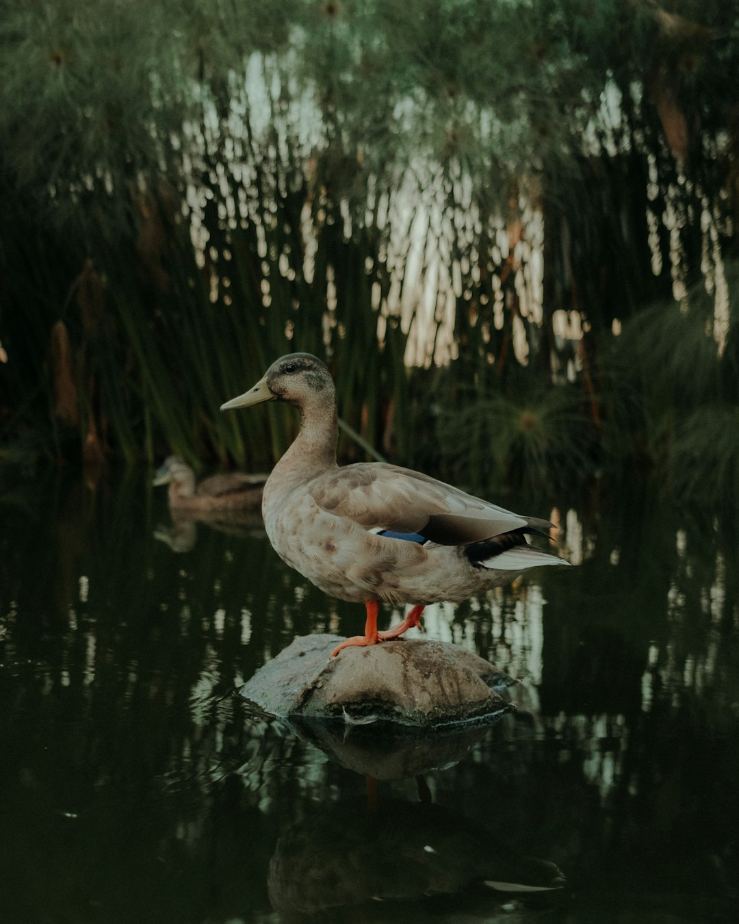 brown duck on water during daytime