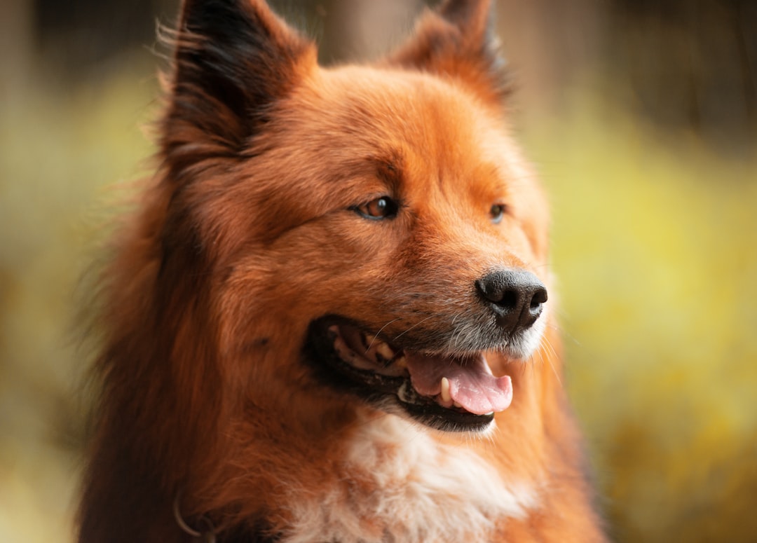 brown long coated dog showing tongue