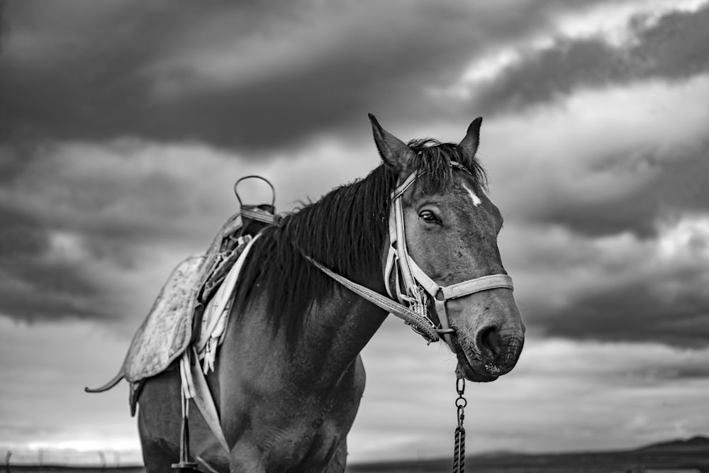 grayscale photo of horse with leash