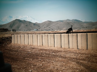 Cover art showing a brave dog standing atop a mysterious graveyard.