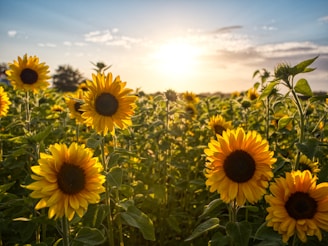 sunflower field under blue sky during daytime