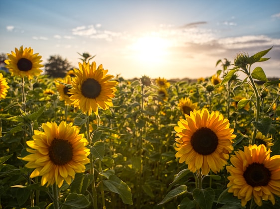 sunflower field under blue sky during daytime