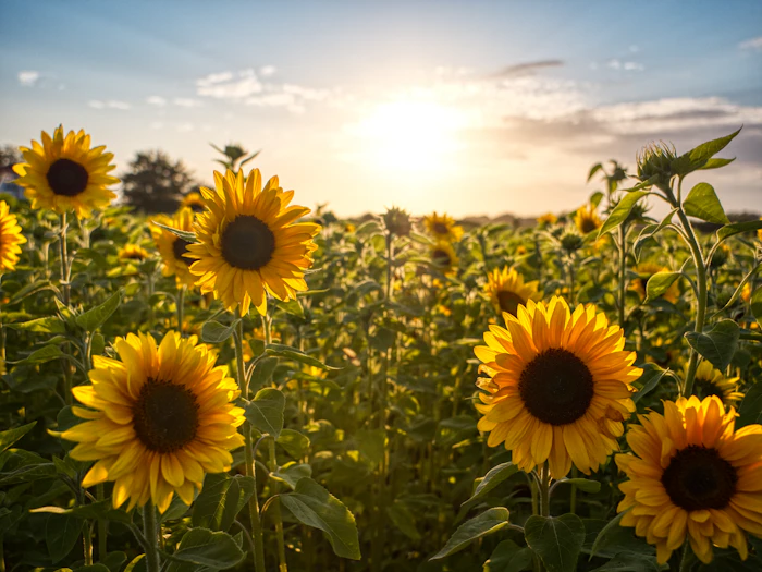 Sunflower field under blue sky