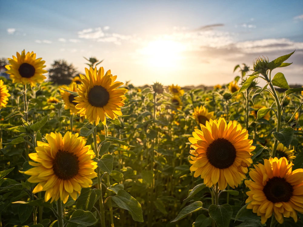 Sunflowers in warm light