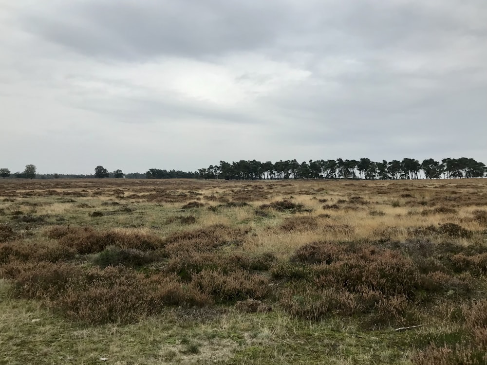 green grass field under cloudy sky during daytime