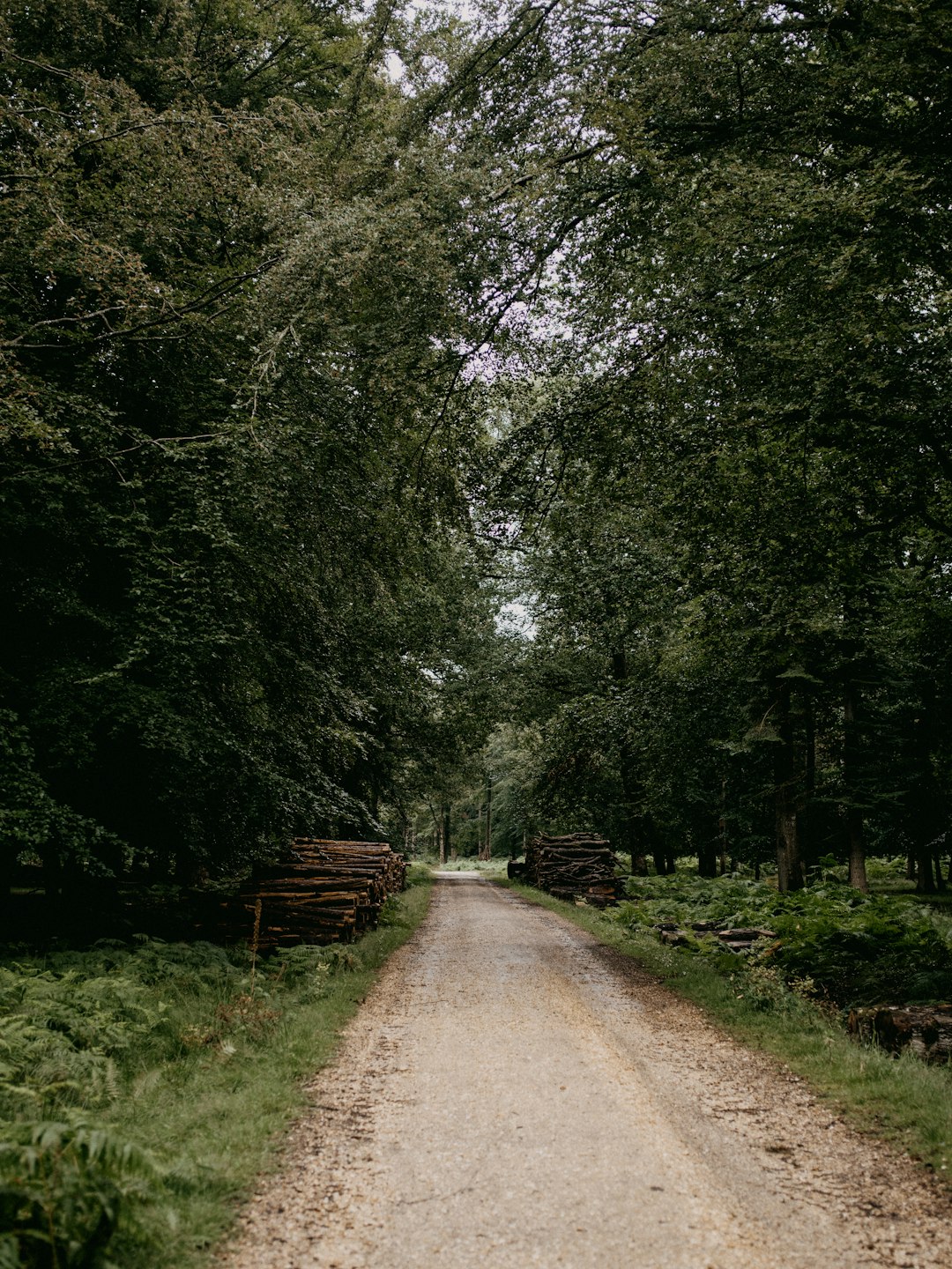 brown dirt road between green trees during daytime