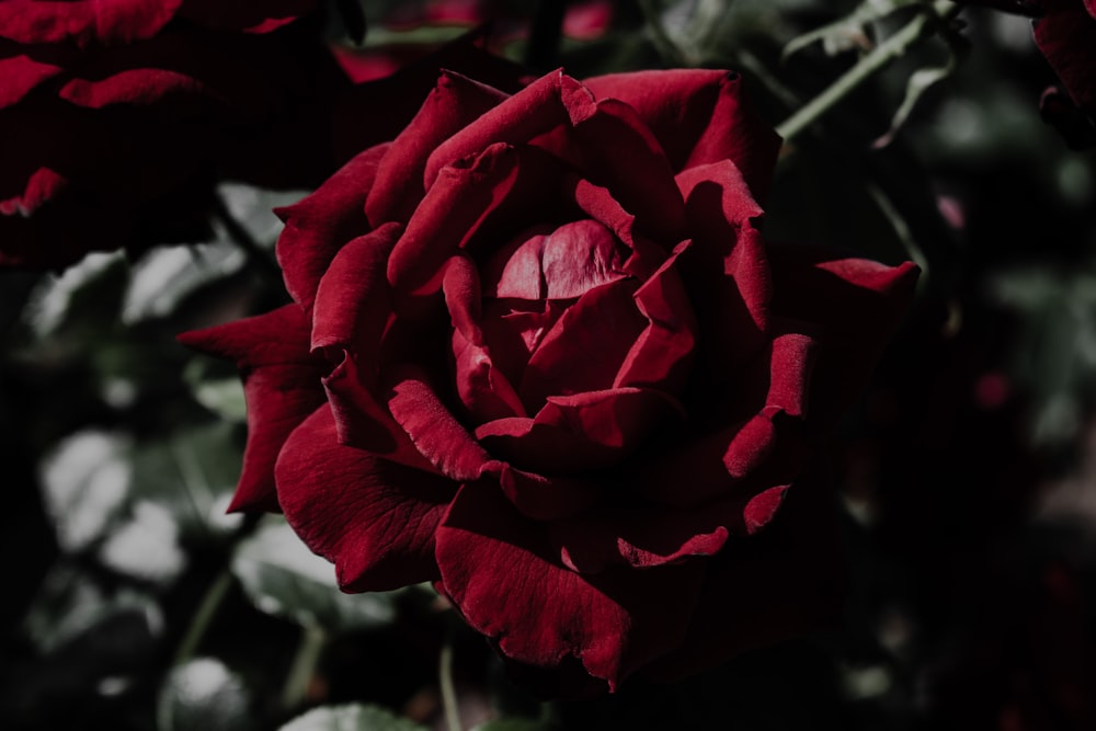 red rose in bloom during daytime