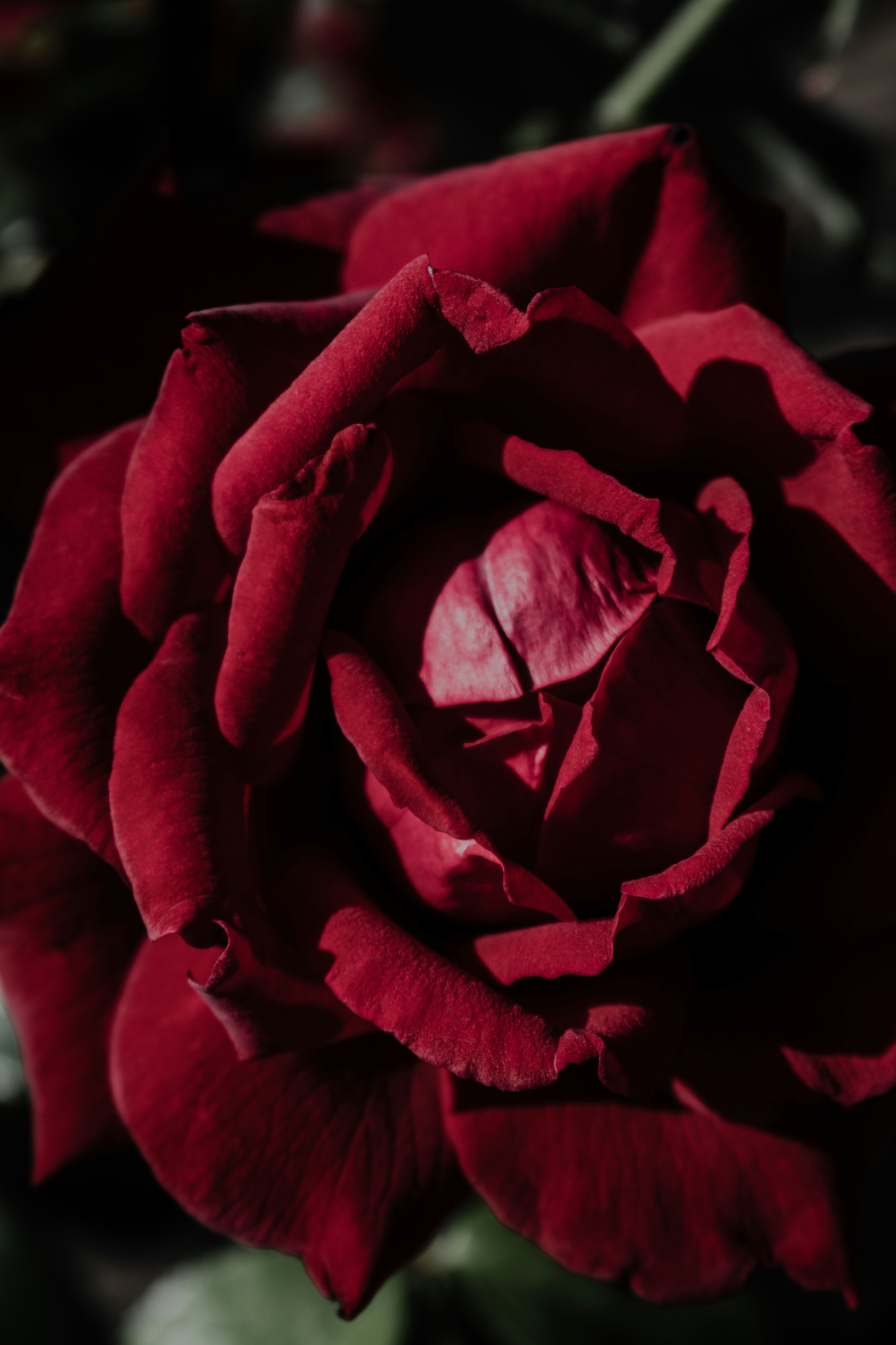 red rose in close up photography