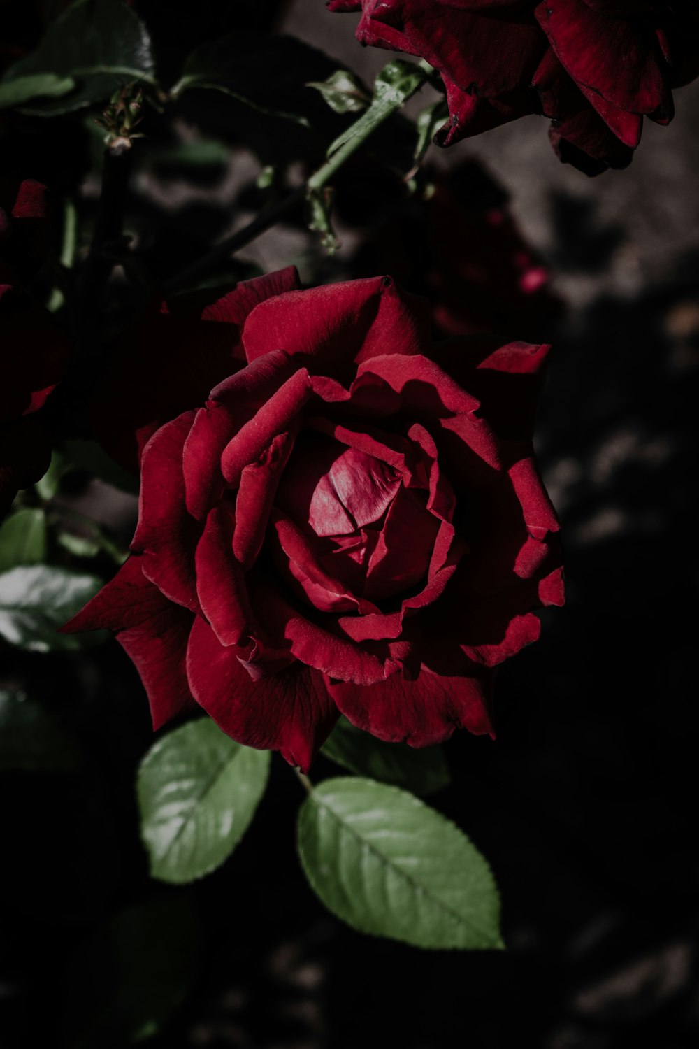 rosa roja en flor durante el día