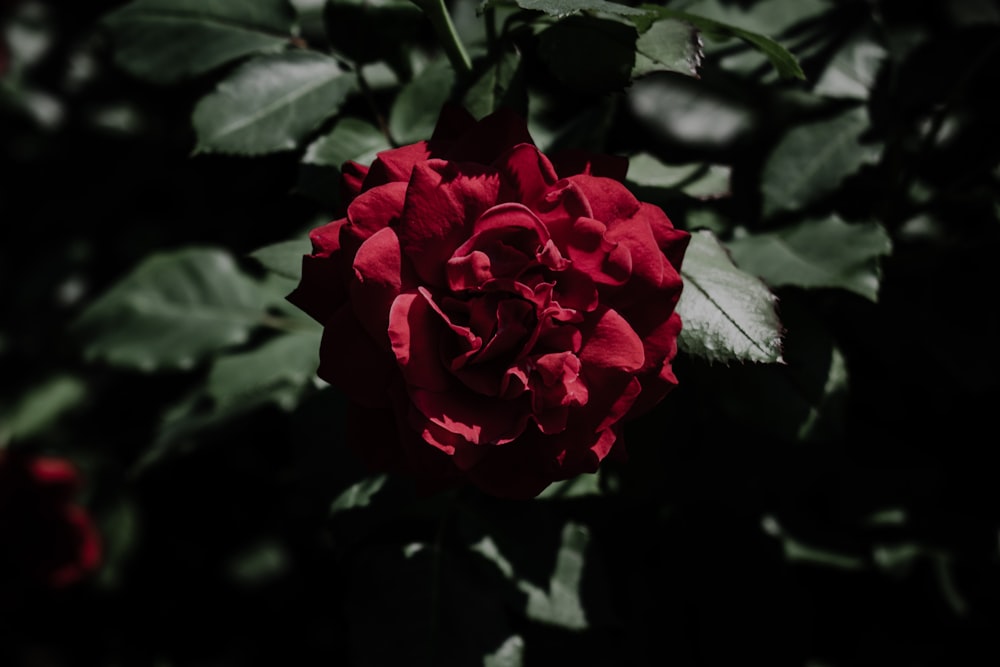 pink rose in bloom during daytime