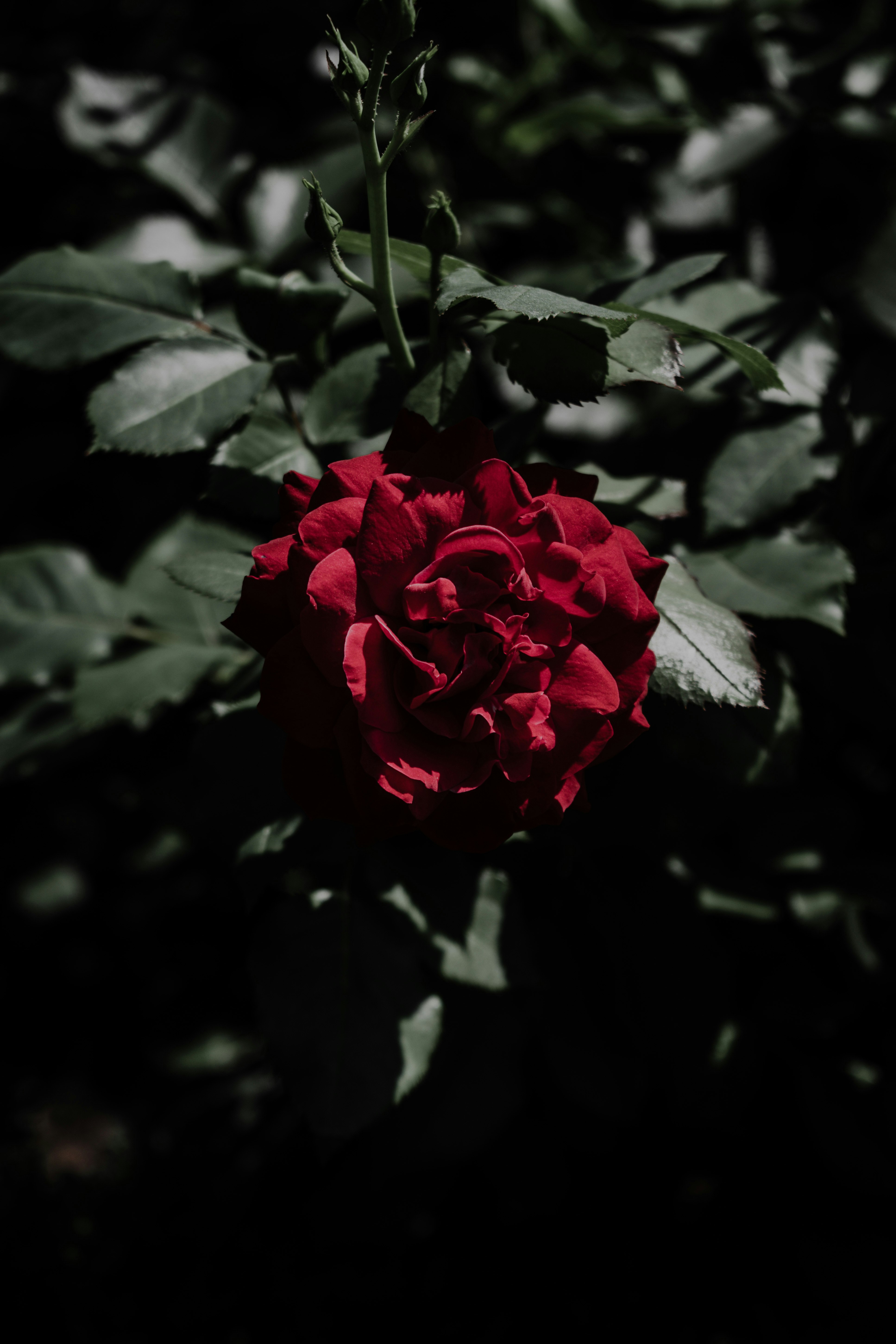 red rose in bloom during daytime