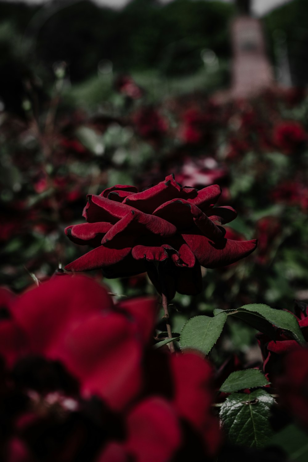 red flowers in tilt shift lens