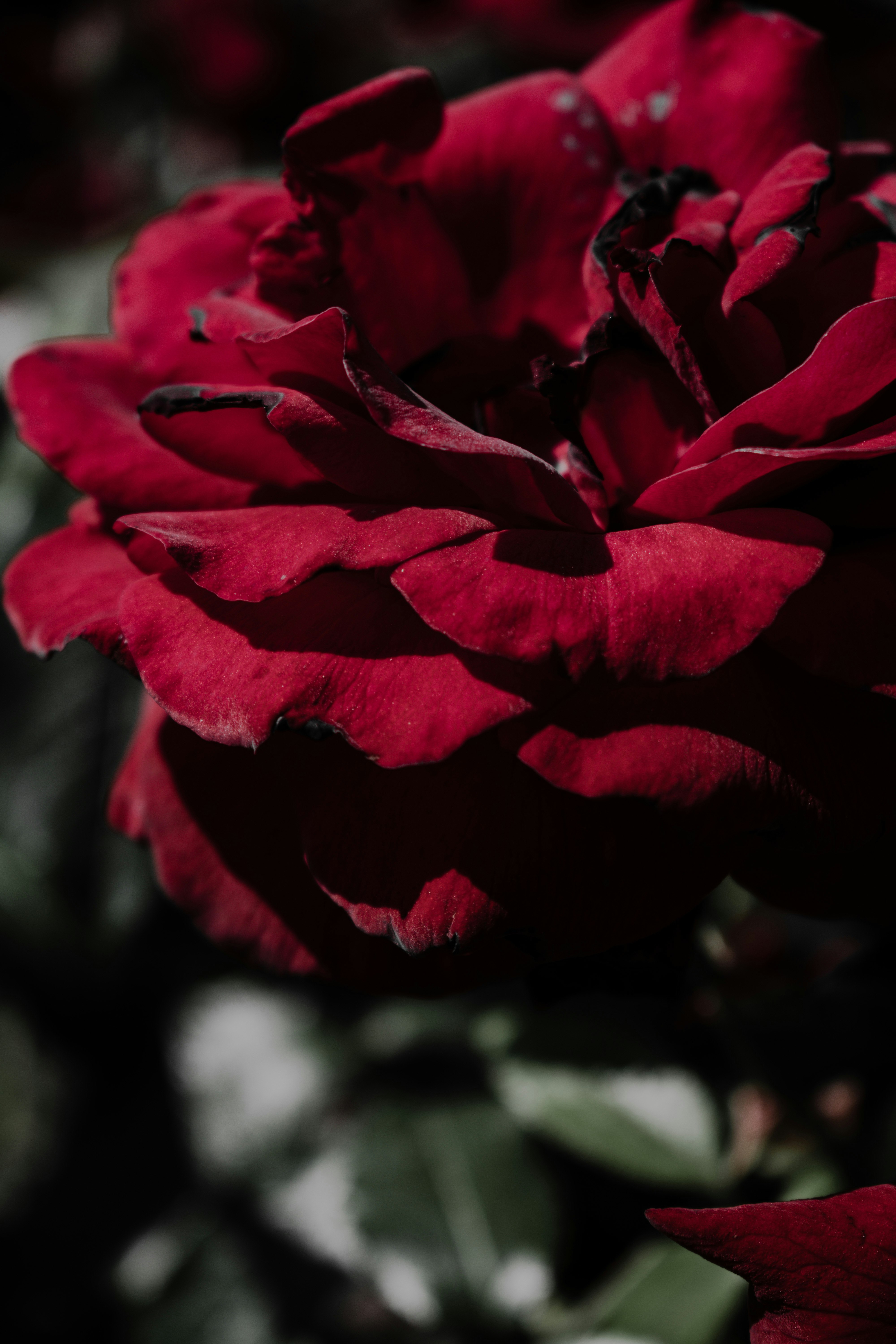 red rose in bloom during daytime