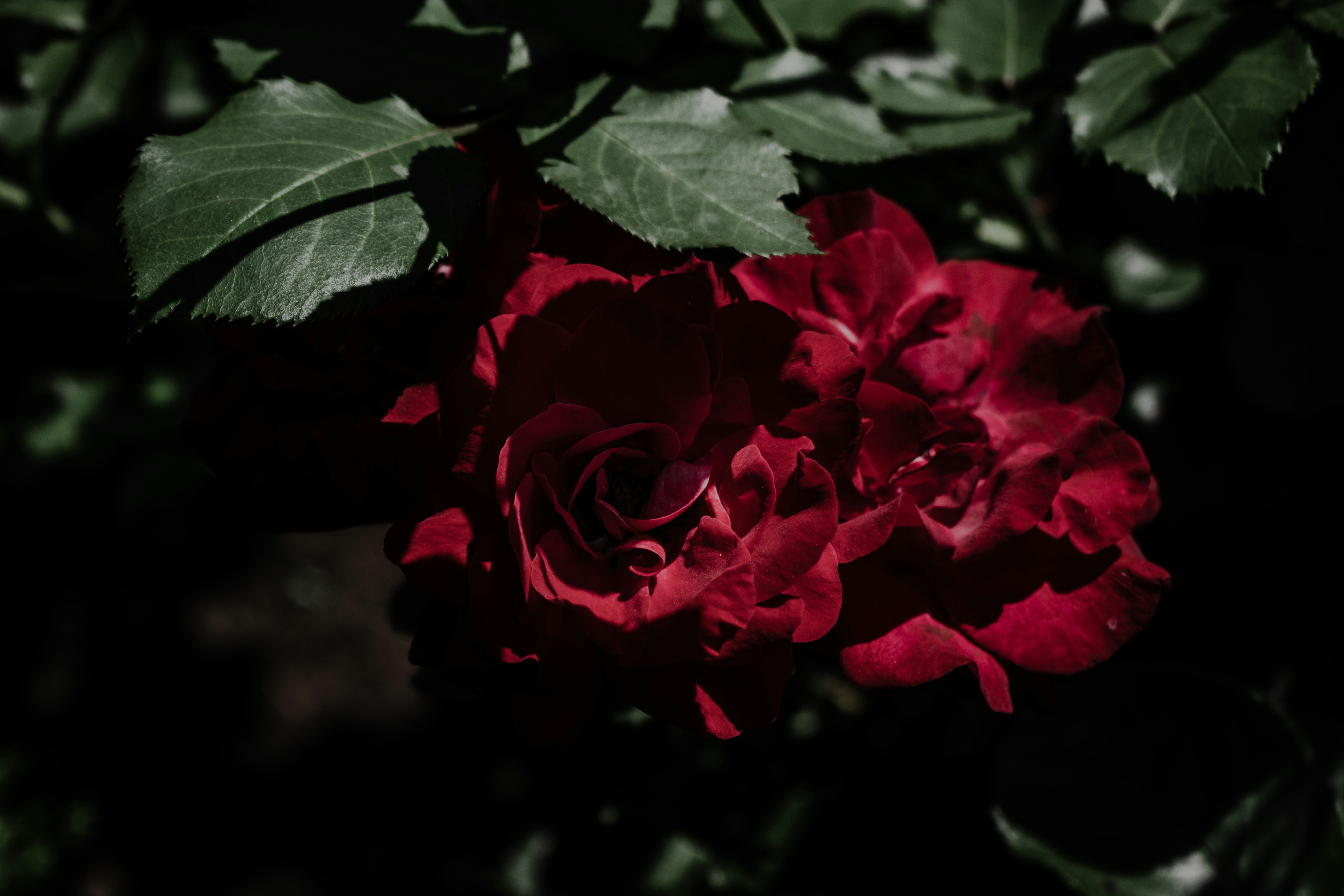 red rose in bloom during daytime