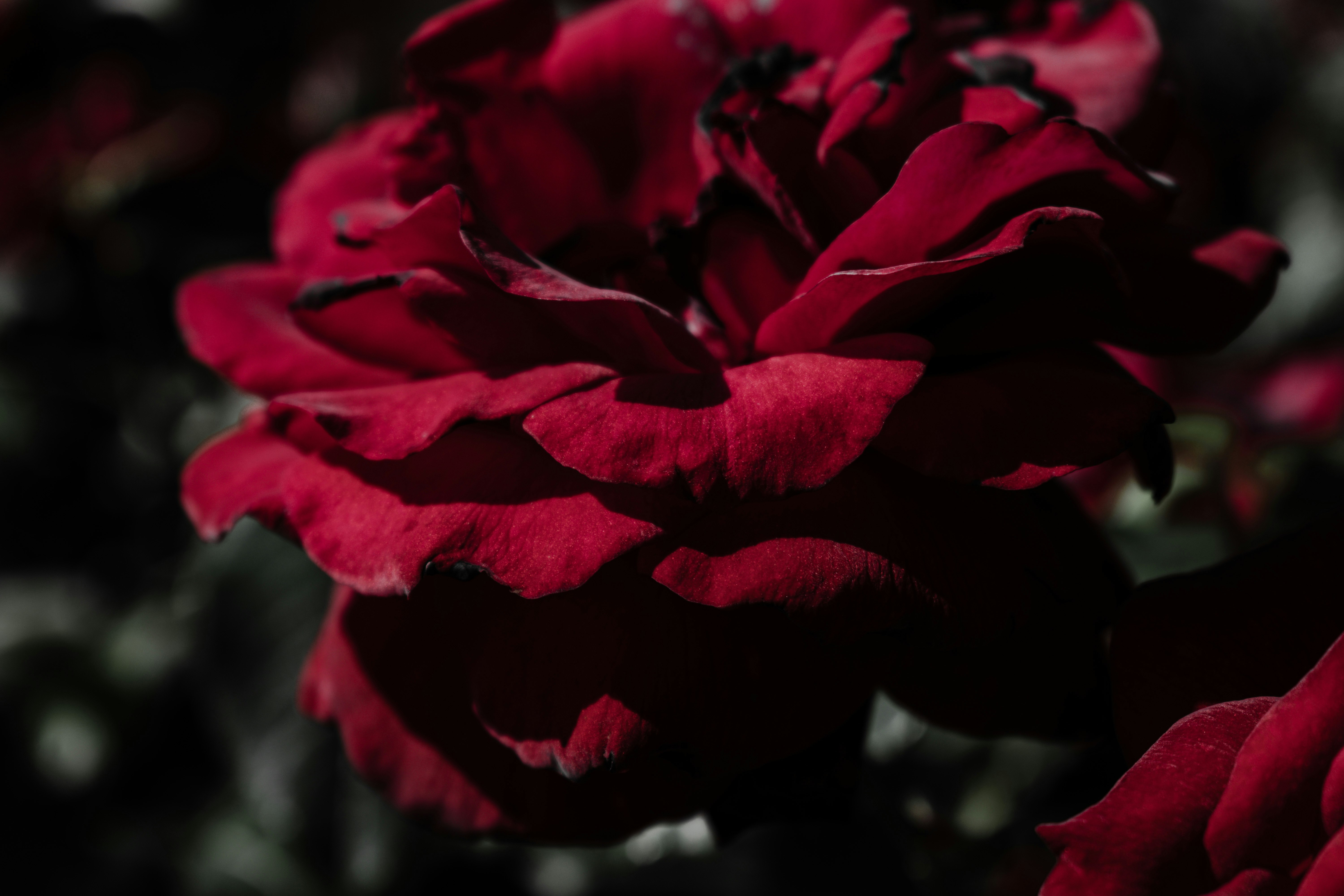 red rose in bloom during daytime