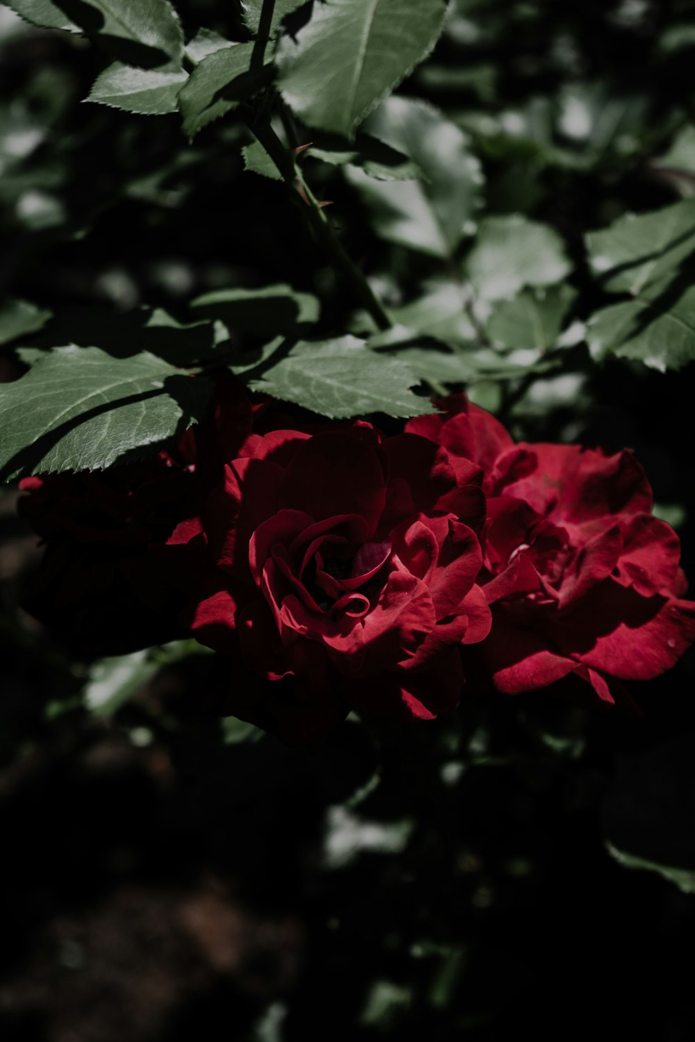 red rose in bloom during daytime