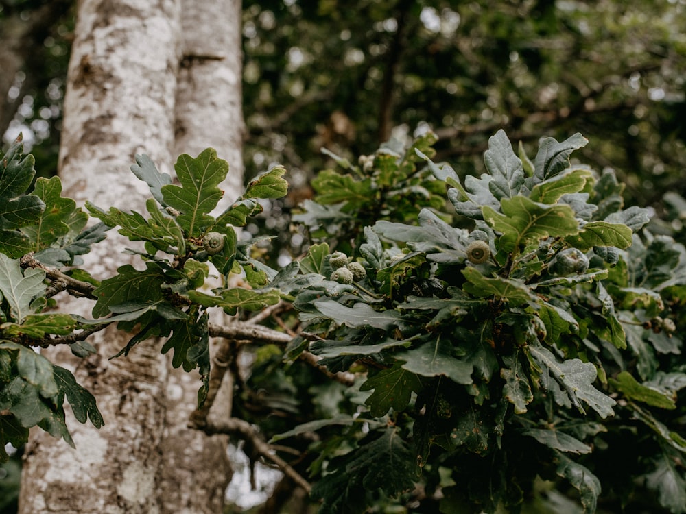 green leaves on brown tree trunk