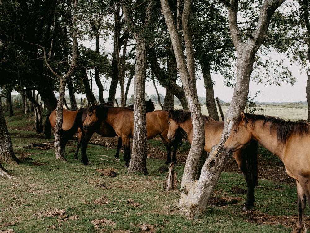 brown horse eating grass near green trees during daytime