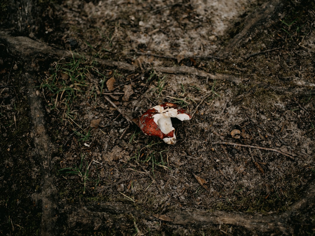 red and white leaf on ground