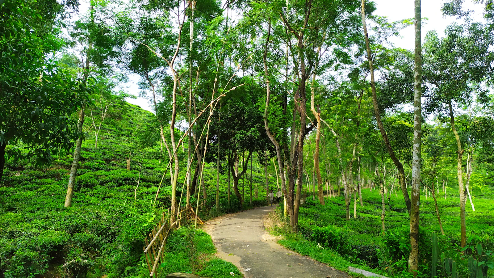 A green road between trees
