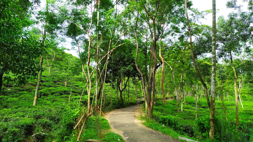 green trees and green grass during daytime