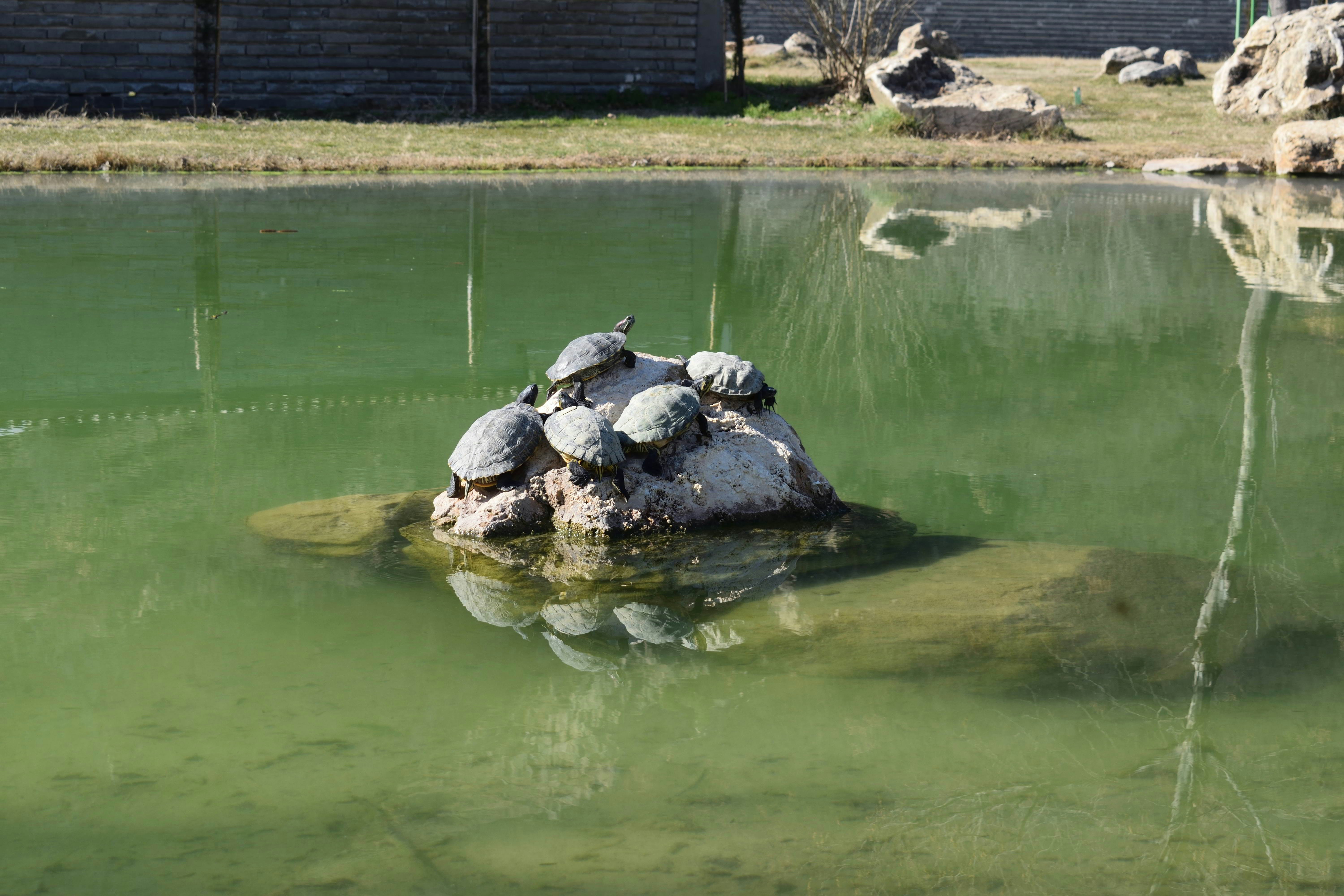 brown and black turtle on water