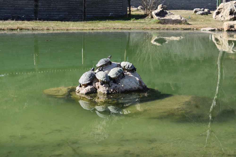 brown and black turtle on water