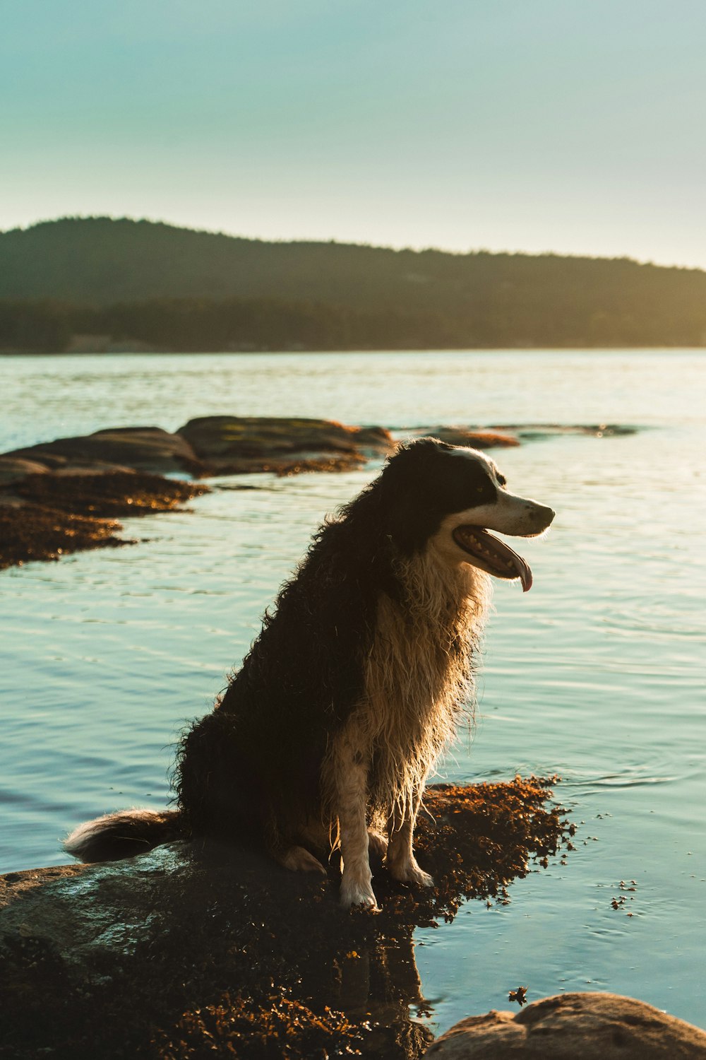 Perro de pelo largo blanco y negro en la orilla del mar durante el día