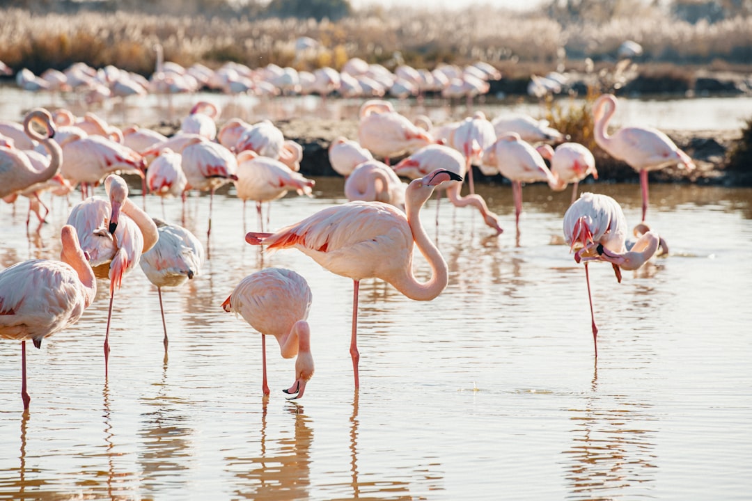 flock of flamingos on water during daytime