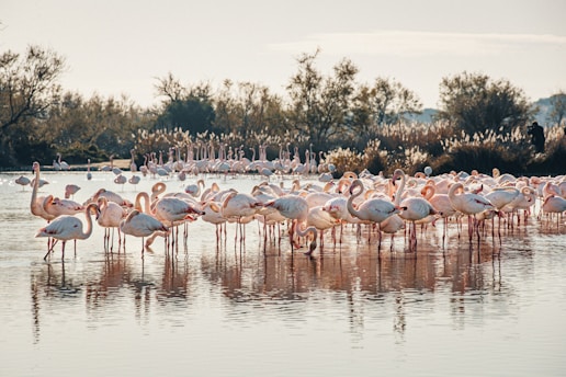flock of flamingos on water during daytime