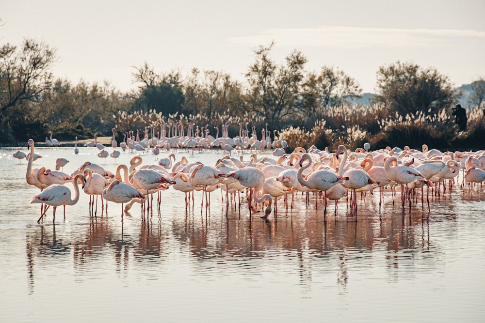 flock of flamingos on water during daytime