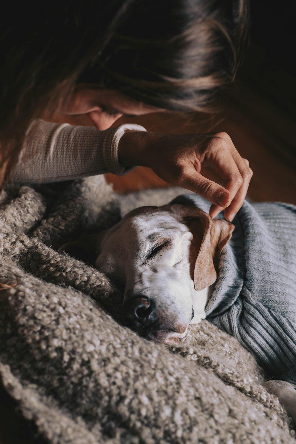 person in gray sweater holding brown and white short coated dog