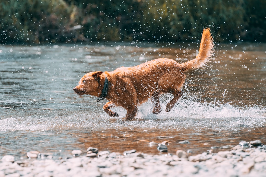 brown short coated dog running on water during daytime