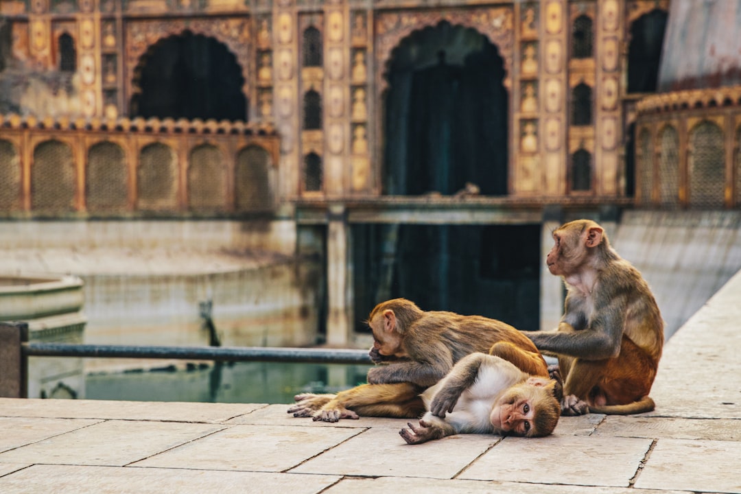 brown monkey sitting on gray concrete floor during daytime