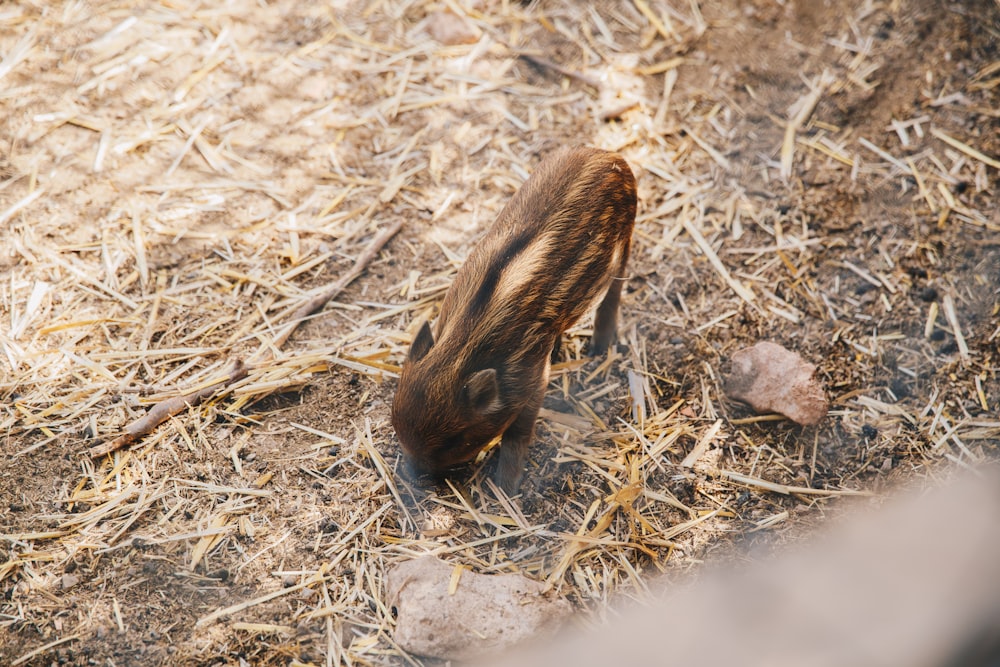 brown and black squirrel on brown grass during daytime